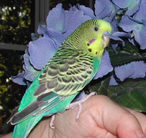 our-parakeet-in-front-of-the-blue-hydrangea
